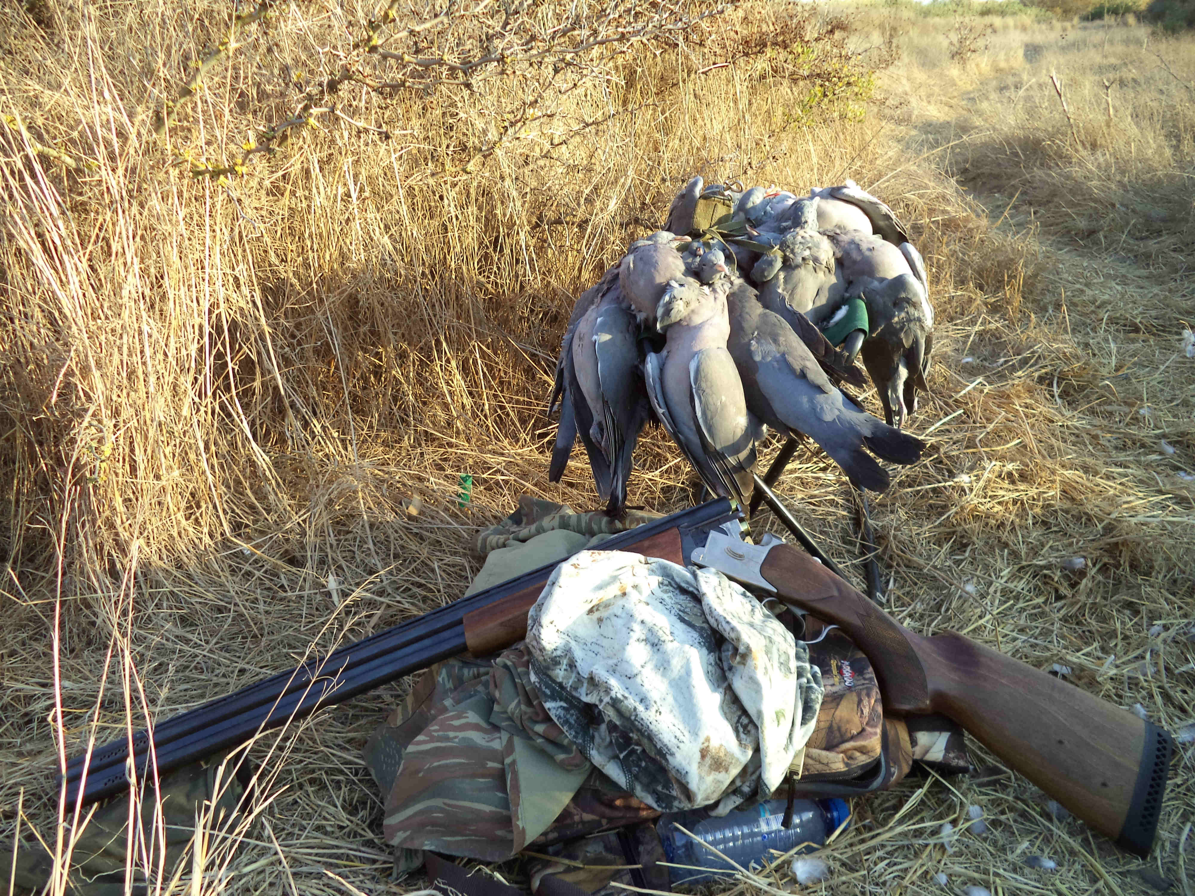 Cyprus Hunting Magazine Κυνήγι φάσσας με ομοιώματα